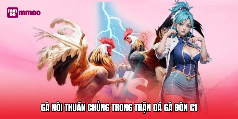 Gà nòi thuần chủng trong trận đá gà đòn